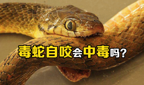 毒蛇相遇:咬咬更健康还是致命? - 品悦舍