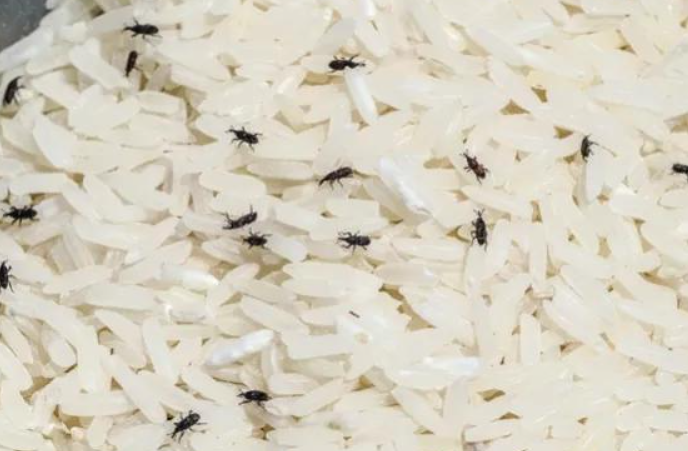 米放久了为什么会生虫子? - 品悦舍