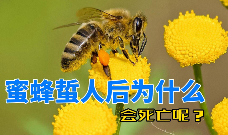 为什么蜜蜂蜇人后自己会死? - 品悦舍