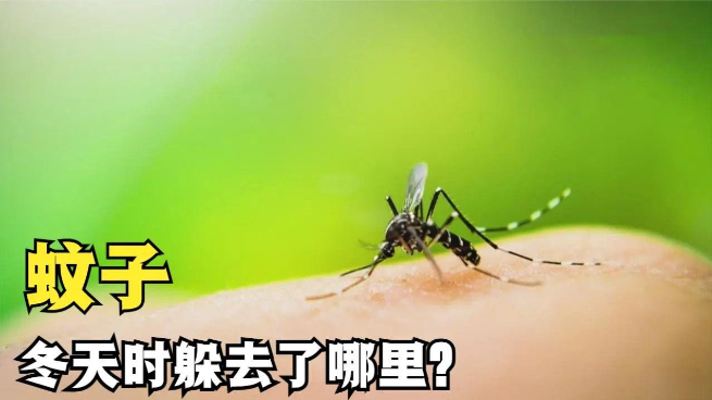 为什么冬天不见蚊子? - 品悦舍