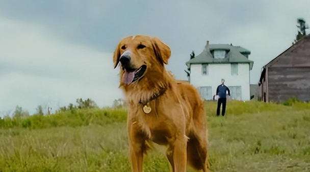 6部关于狗的电影推荐:感动与忠诚的银幕之旅 - 品悦舍