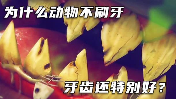 为什么动物不刷牙，牙齿很健康，而人类却不行？ - 品悦舍