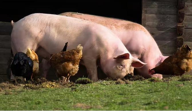 为什么猪每天吃草,还能长这么肥? - 品悦舍