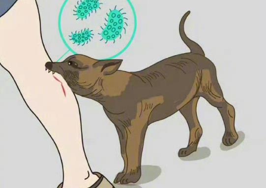 狂犬病毒为什么死亡率这么高? - 品悦舍