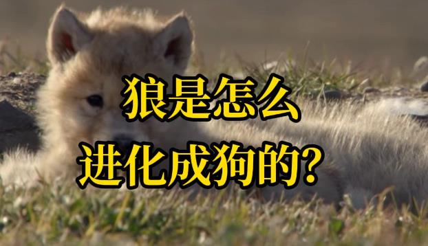人类是如何把狼变成狗的? - 品悦舍