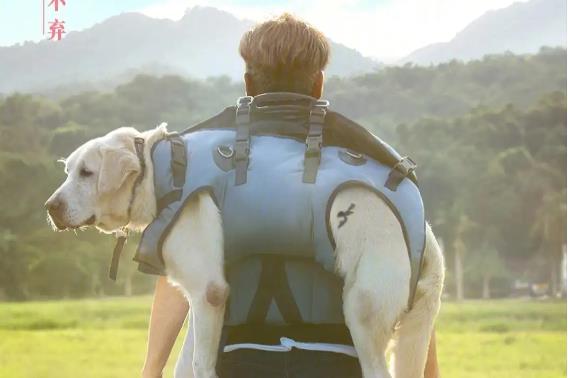 五部犬影佳作解码生命羁绊,跨越物种的灵魂共振 - 品悦舍